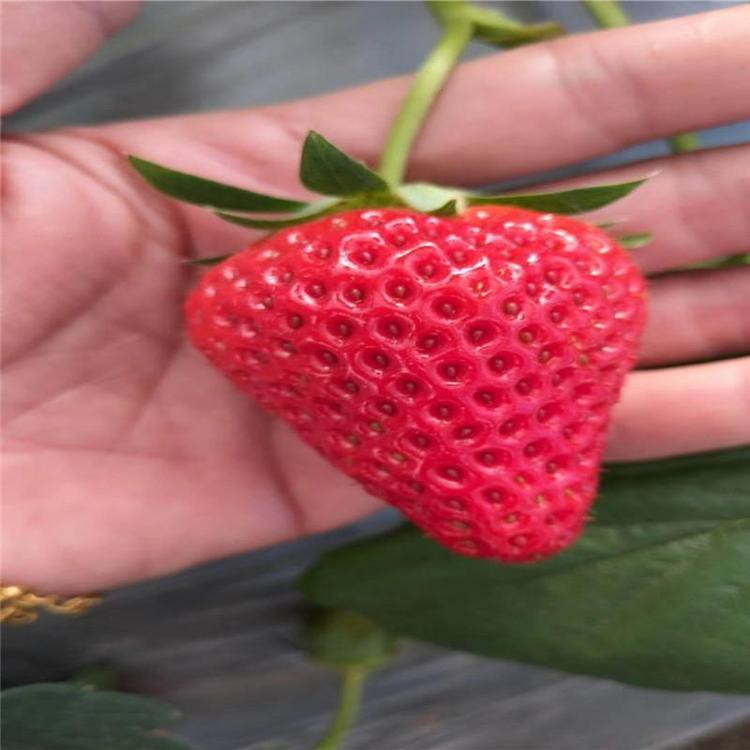 白雪公主草莓苗批发基地、白雪公主草莓苗新品种
