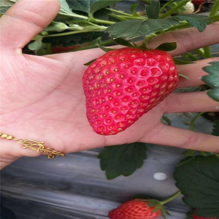 寧玉草莓苗出售價(jià)格、寧玉草莓苗價(jià)格一覽表