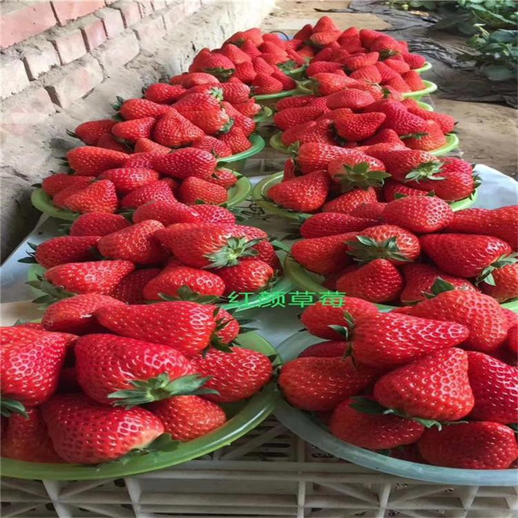 真红草莓苗批发基地、真红草莓苗批发出售
