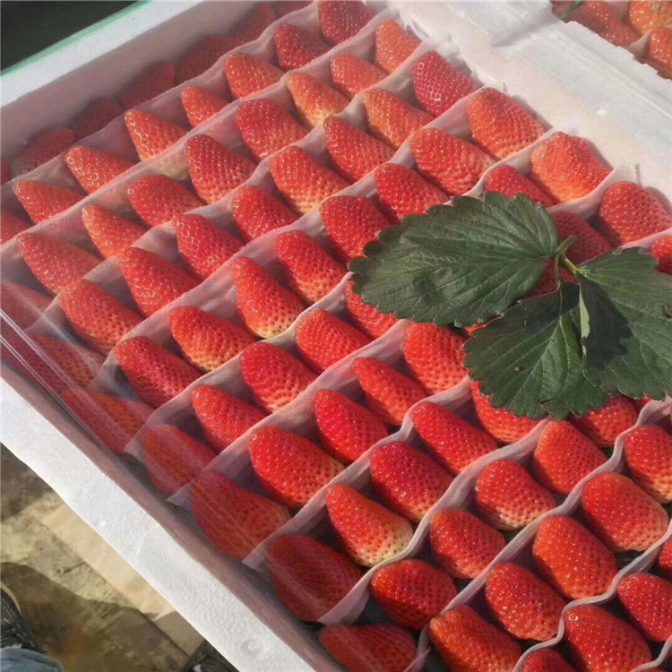 春雪草莓苗出售价格、春雪草莓苗新品种