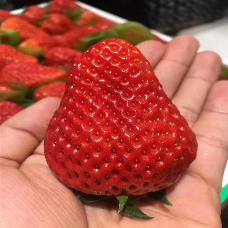 幸香草莓苗基地价格、幸香草莓苗批发出售