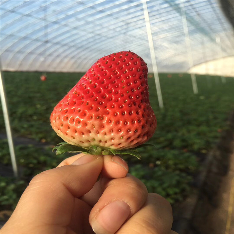 早熟草莓苗批發價格、早熟草莓苗新品種