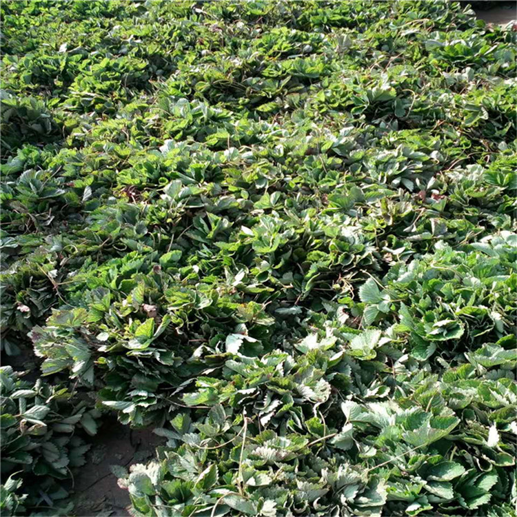 組培草莓苗批發(fā)基地、組培草莓苗批發(fā)出售
