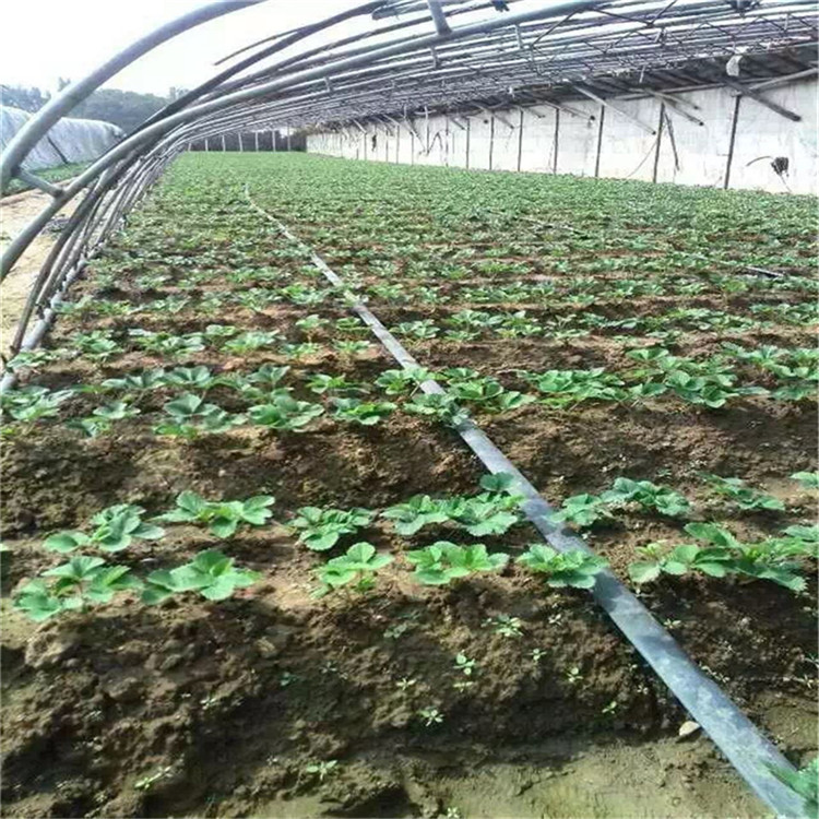 女峰草莓苗批發(fā)價格、女峰草莓苗新品種