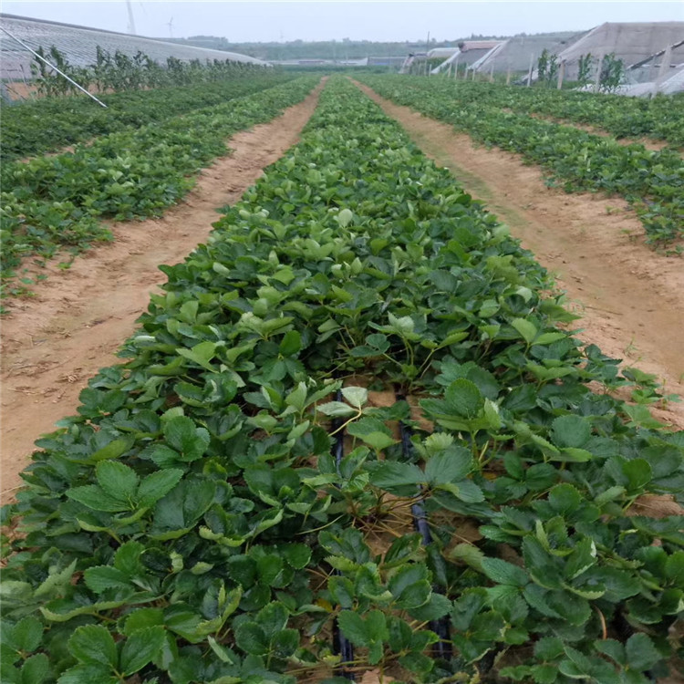 隋珠草莓苗批发基地、隋珠草莓苗价格一览表