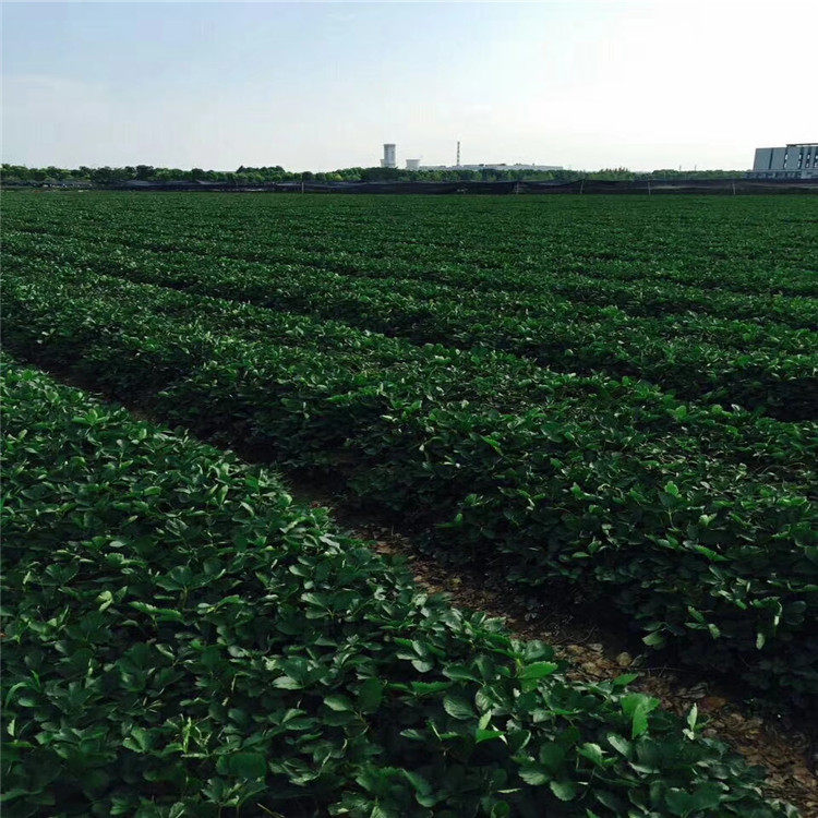 長虹草莓苗批發(fā)基地、長虹草莓苗批發(fā)出售
