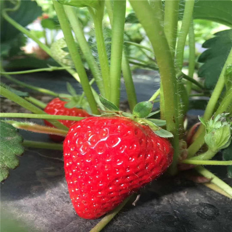白肉草莓苗批發(fā)價格、白肉草莓苗價格一覽表