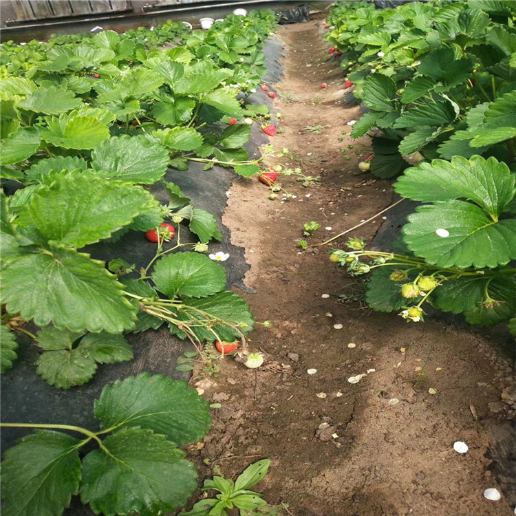 杜克拉草莓苗批发基地、杜克拉草莓苗新品种