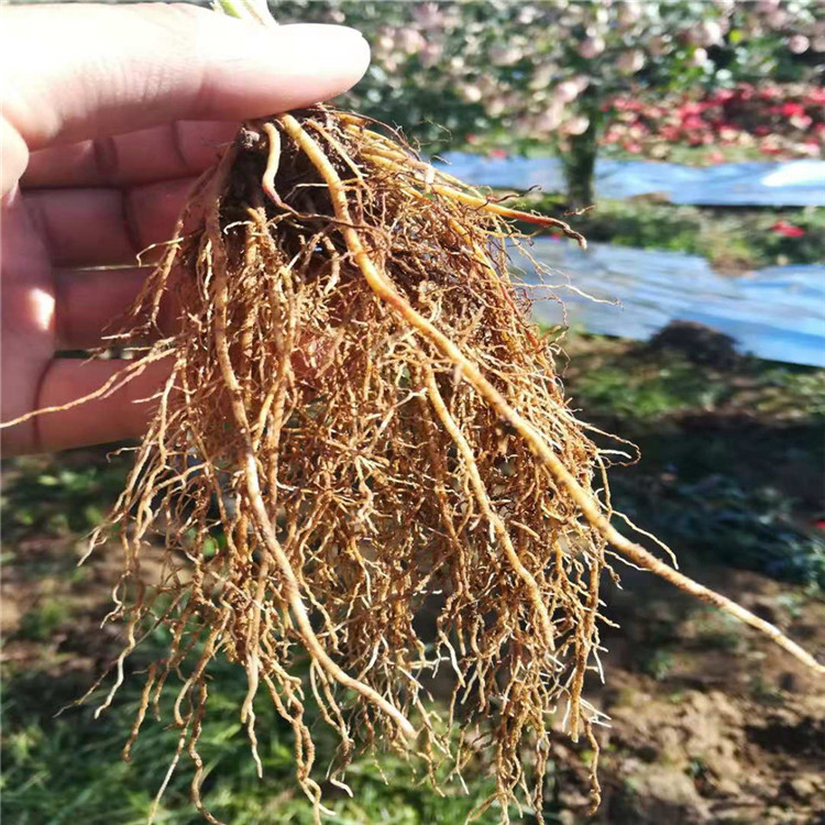 早熟草莓苗批發價格、早熟草莓苗新品種