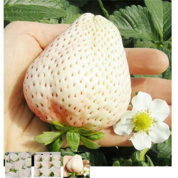 美玲草莓苗批發(fā)價(jià)格、美玲草莓苗價(jià)格及基地