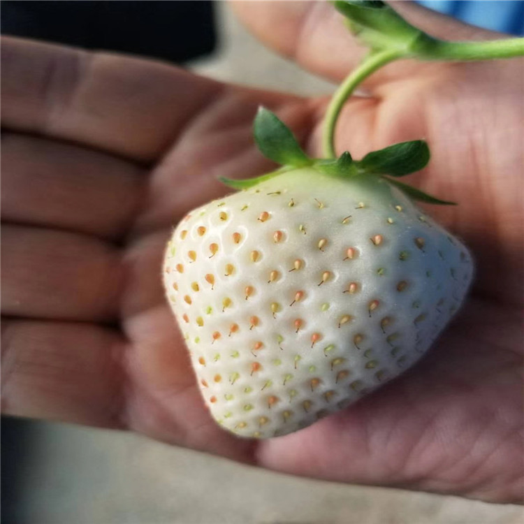 硬皮草莓苗供应基地、硬皮草莓苗批发出售