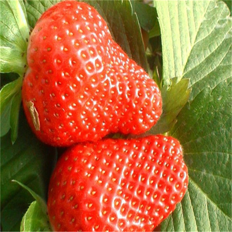 美白姬草莓苗出售价格、美白姬草莓苗新品种