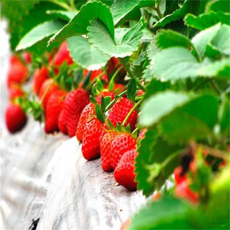穴盤草莓苗基地價格、穴盤草莓苗批發出售