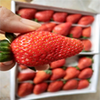 卡姆罗莎草莓苗基地价格、卡姆罗莎草莓苗价格及基地