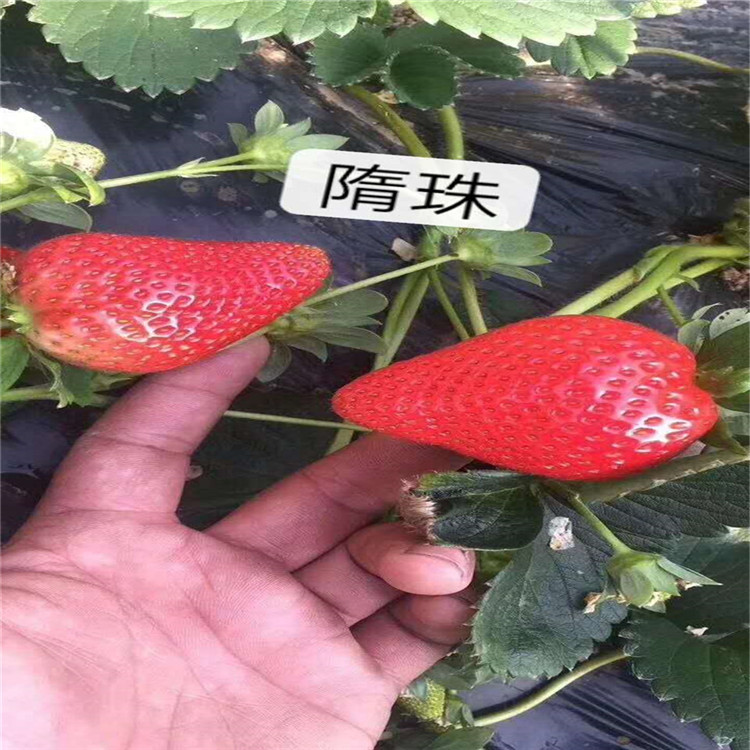 太和草莓苗批发基地、太和草莓苗新品种