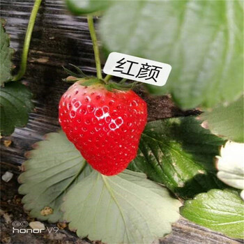 三叶一心草莓苗基地价格、三叶一心草莓苗价格及基地