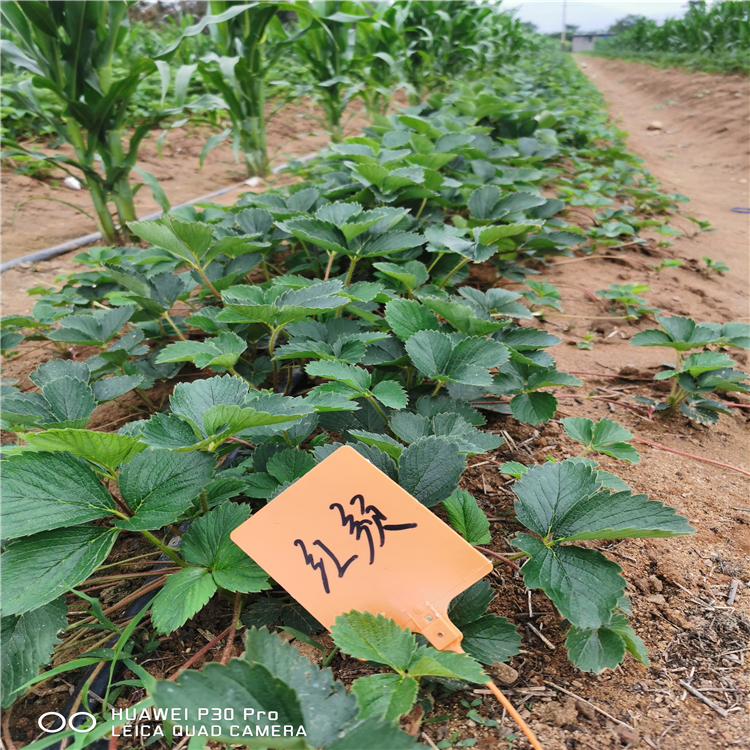 红袖添香草莓苗出售价格、红袖添香草莓苗价格一览表