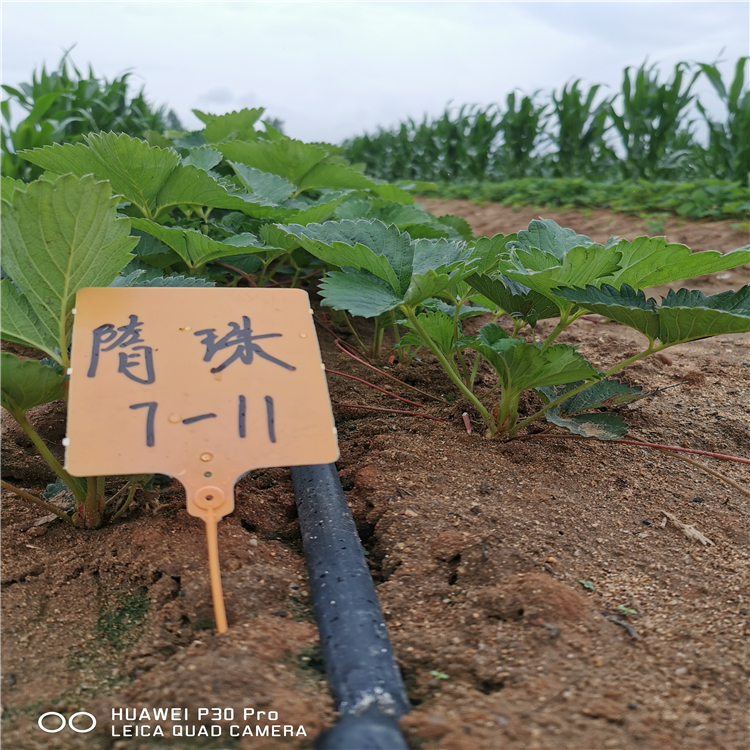 明寶草莓苗出售價(jià)格、明寶草莓苗價(jià)格一覽表