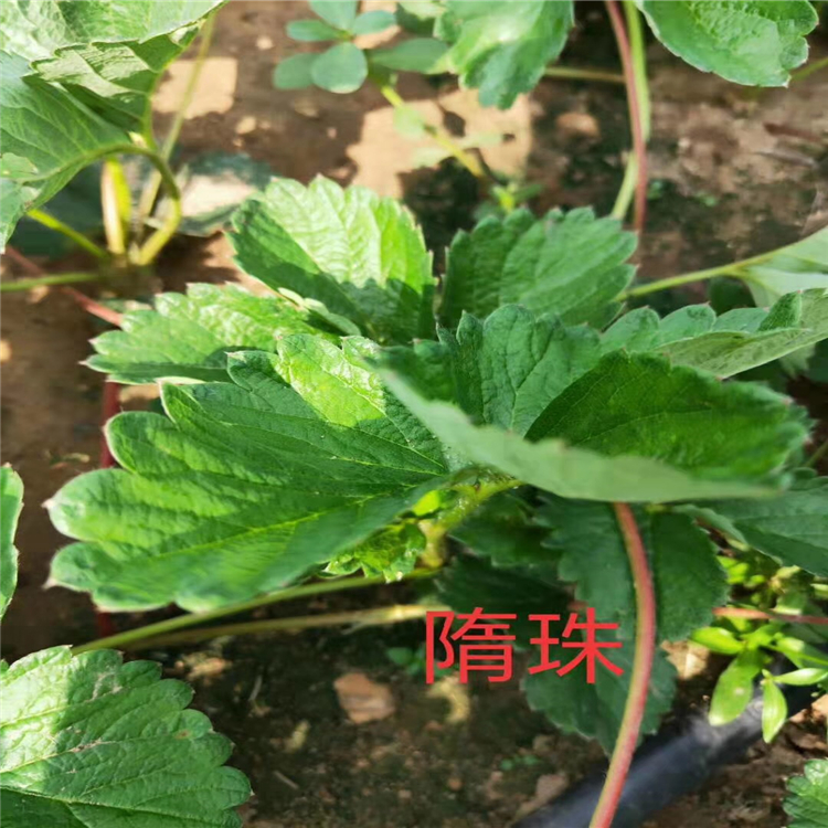抗病草莓苗基地價格、抗病草莓苗價格一覽表