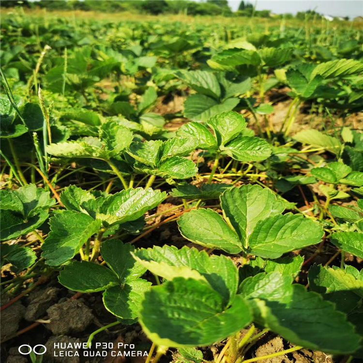 妙香草莓苗基地价格、妙香草莓苗价格一览表