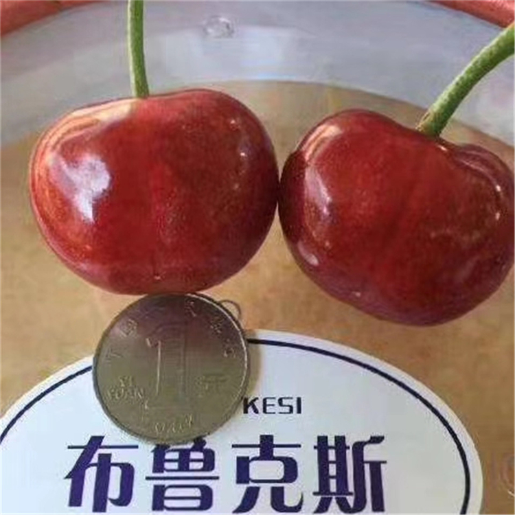 美國(guó)車?yán)遄用绠a(chǎn)地、美國(guó)車?yán)遄用缳?gòu)買方式