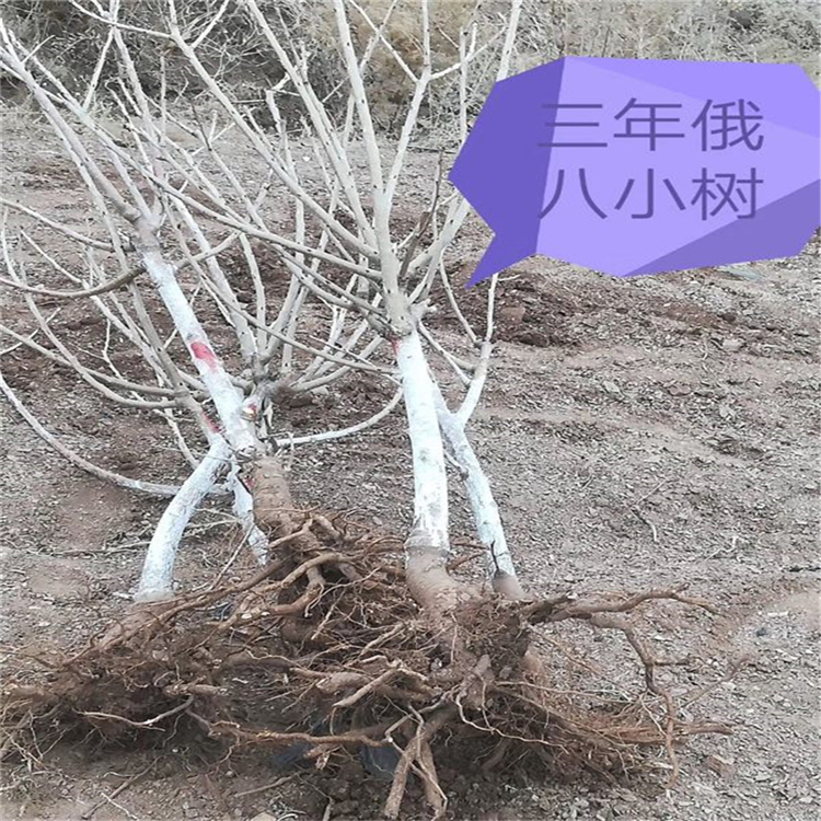 今年美國車?yán)遄用鐑r格、2020年美國車?yán)遄用缗l(fā)價格