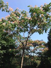 河南合欢树种植基地