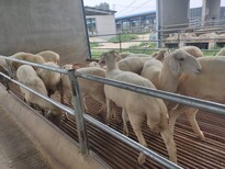 洛阳小尾寒羊养殖场常年出售小尾寒羊图片0