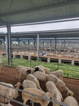 洛阳小尾寒羊养殖场常年出售小尾寒羊图片2