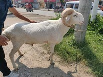 洛阳小尾寒羊养殖场常年出售小尾寒羊图片4