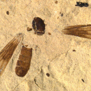 2019年國內(nèi)昆蟲化石鑒定價格