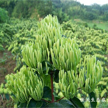 宜宾金银花苗种植基地图片