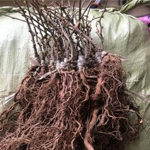 攀枝花猕猴桃苗图片