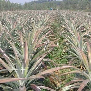 深圳鳳梨苗種植價格