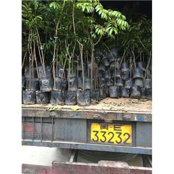 廣州橄欖苗基地批發(fā)