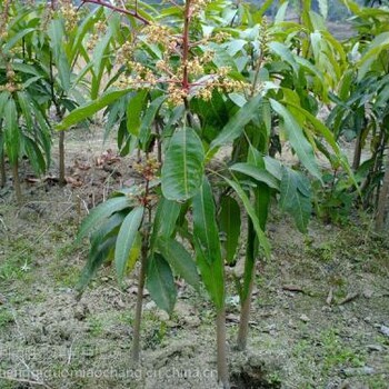 芒果苗種植技術