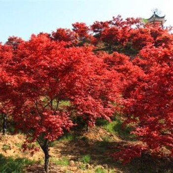 山東紅楓種植基地