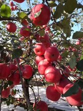 清远苹果苗种苗价格图片