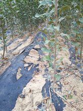 韶关苹果苗种苗价格图片
