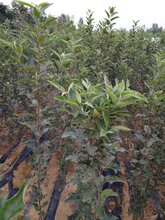 张掖苹果苗供货商图片