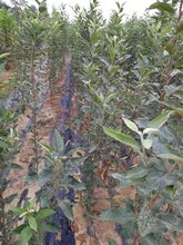 廊坊苹果苗种苗销售图片