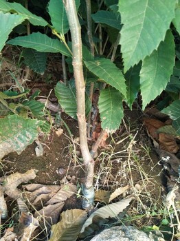 淮南板栗苗批發(fā)價(jià)格