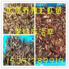 淮安小龙虾种苗图片