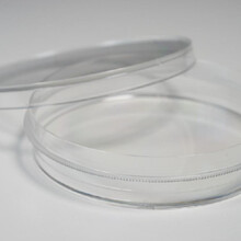 上海增友生物Y-10150无菌一次性透明圆形细胞培养皿150mm一次性透明无菌细胞培养皿100mm圆形细胞平皿35mm