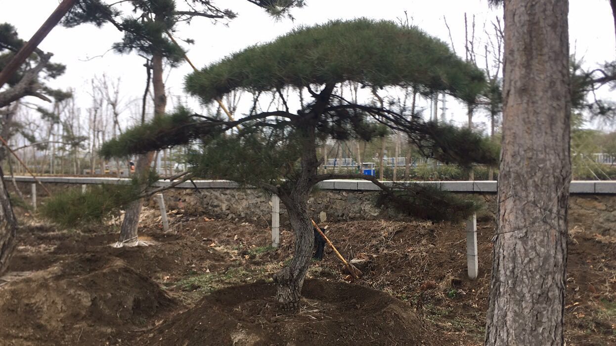 陇县国有八渡林场油松良种基地开展病虫害防治