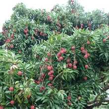 河池荔枝苗种植价格