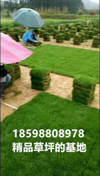 湖南郴州草卷廣州草卷草卷價(jià)格綠化草卷