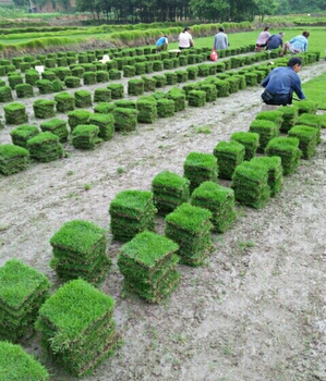 贵阳马尼拉草皮价格