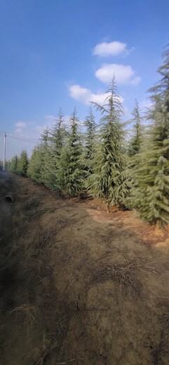 宿州雪松種植基地