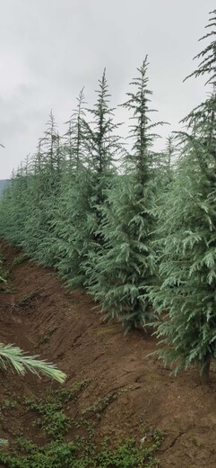 包头雪松种植基地